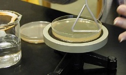 Spread Plate Enumeration